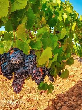 Viva Espania- Spaniens schönste Weinregionen