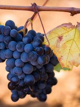 Weinheuer Tasting: Primitivo