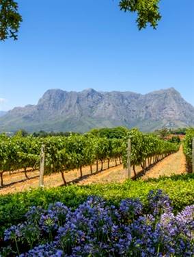 Winetasting@home Südafrika